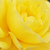 Geel - Floribunda roos - Friesia®